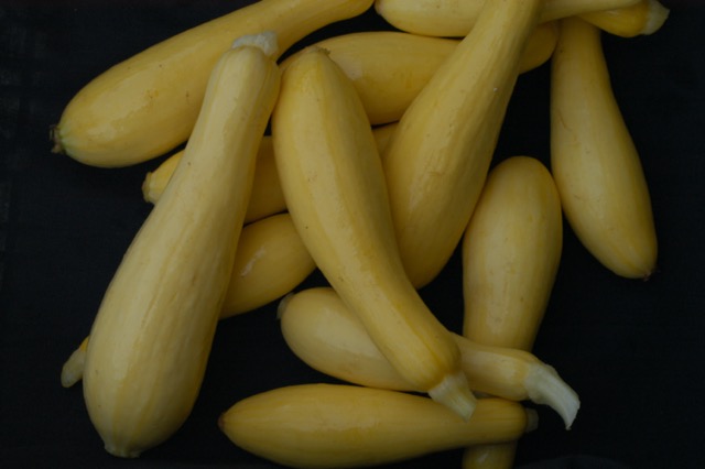 Yellow Squash