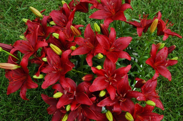 Red Lilies