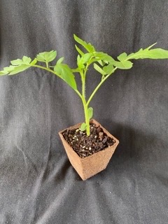 Tomato plant