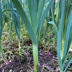 Leeks